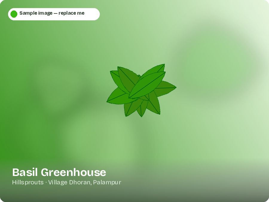 Basil Greenhouse