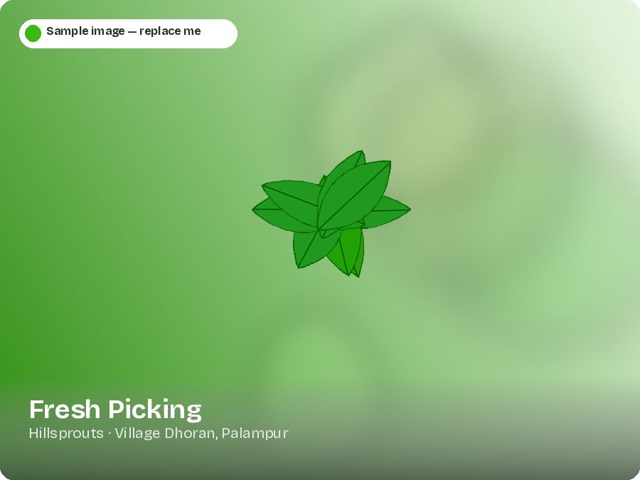 Fresh Picking