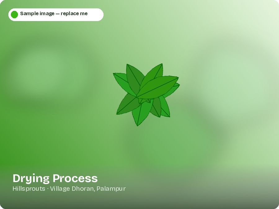 Drying Process