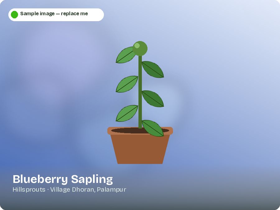 Blueberry Sapling