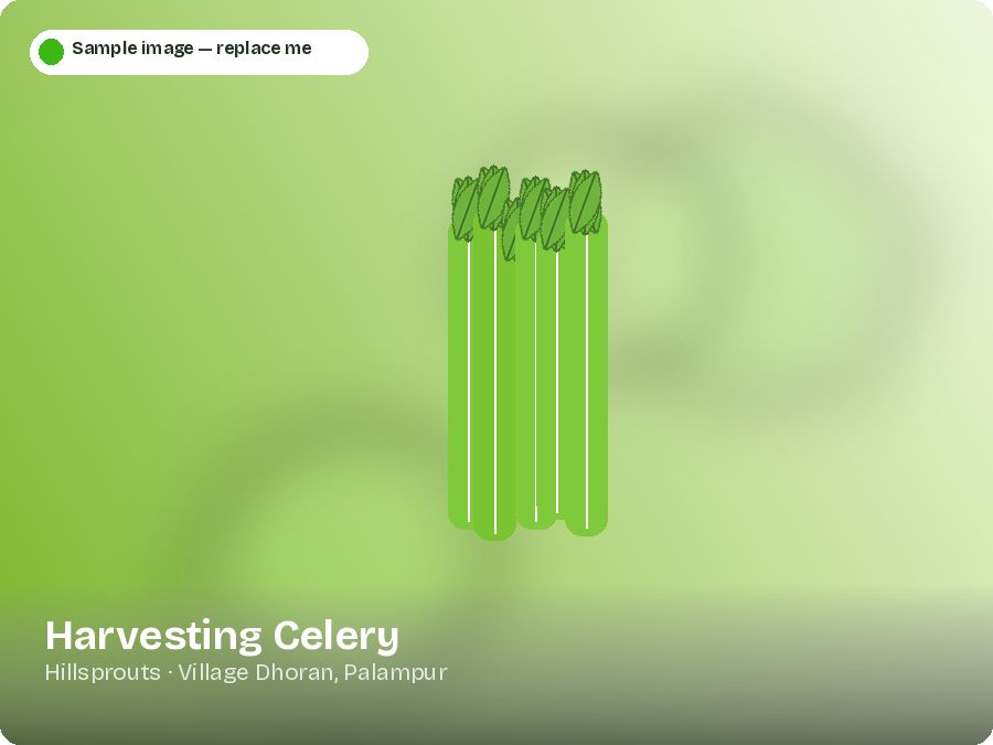 Harvesting Celery