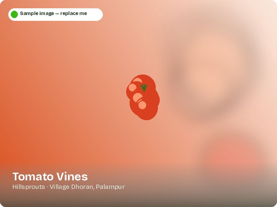 Tomato Vines