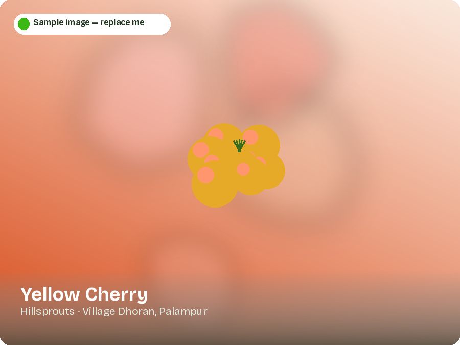 Yellow Cherry