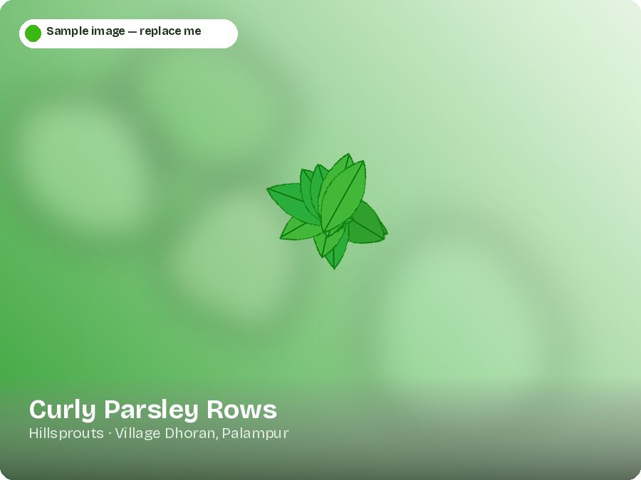 Curly Parsley Rows