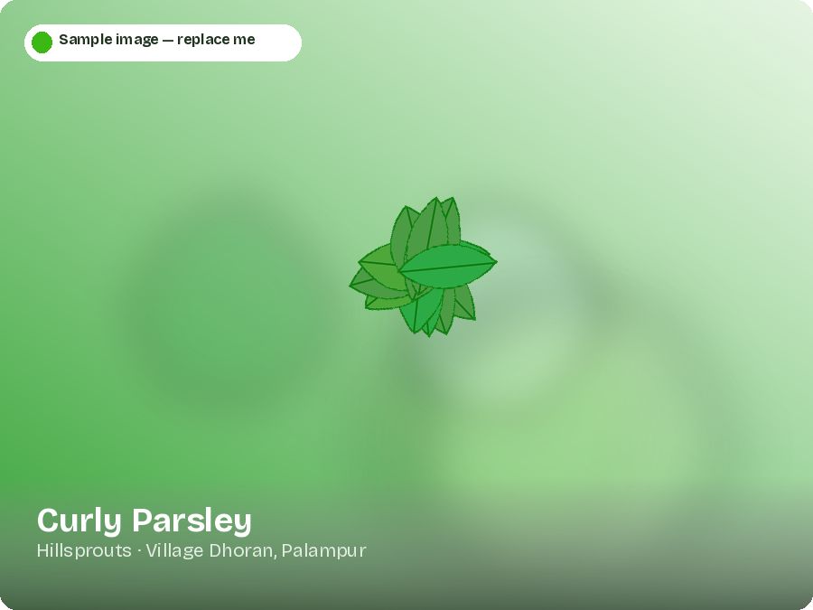 Curly Parsley