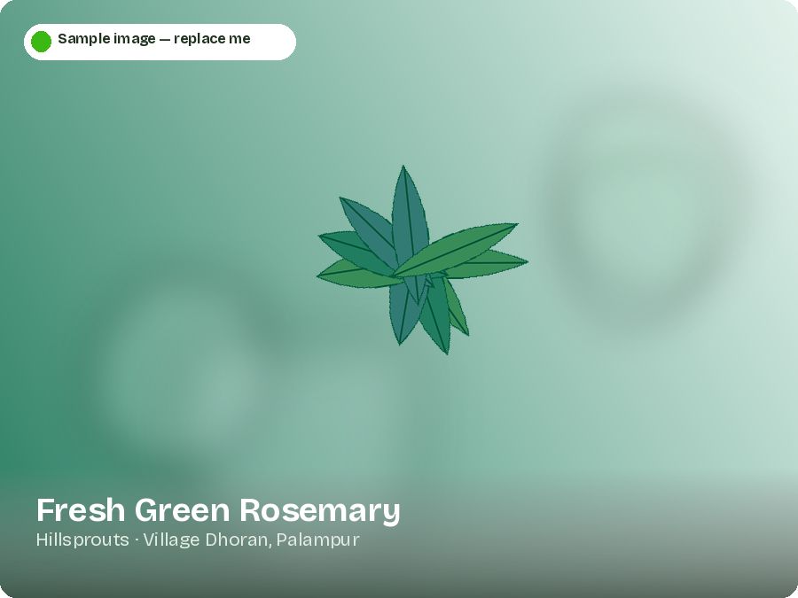 Fresh Green Rosemary