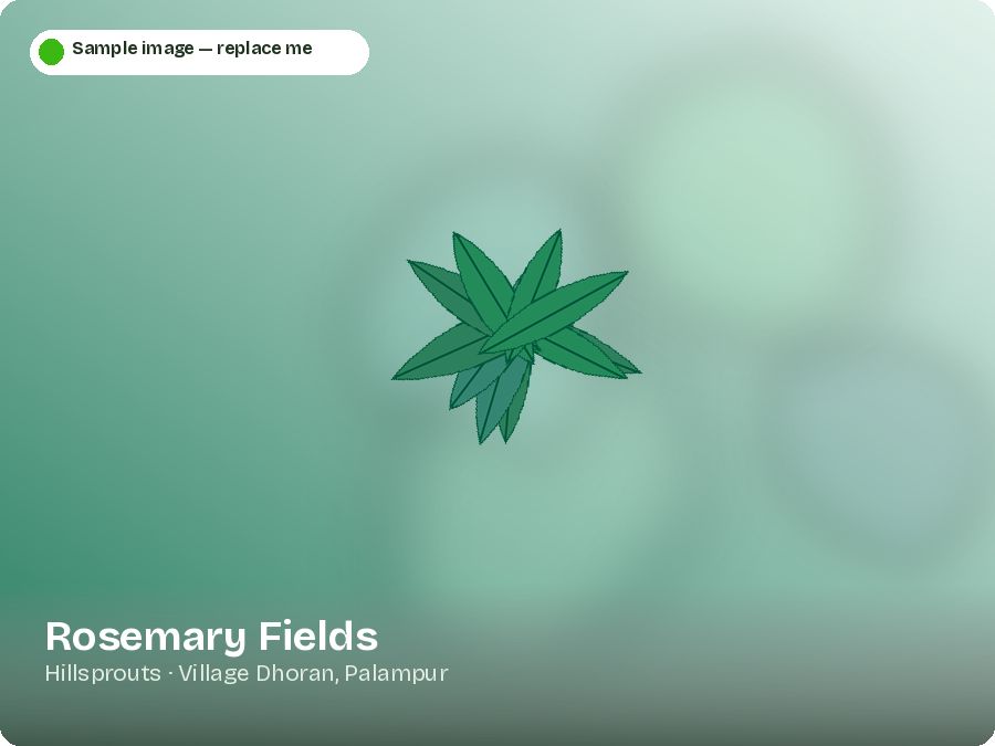Rosemary Fields