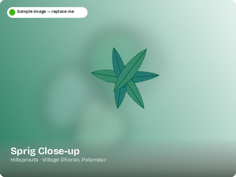 Sprig Close-up