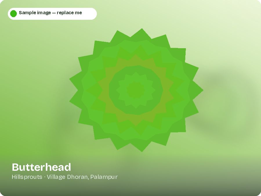 Butterhead