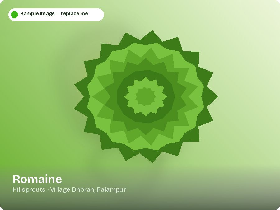 Romaine