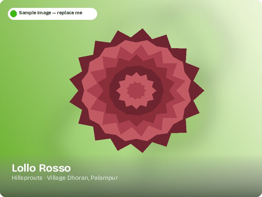Lollo Rosso