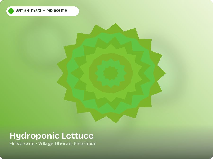 Hydroponic Lettuce