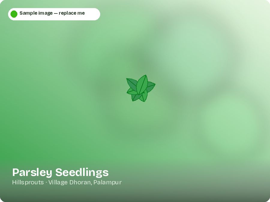Parsley Seedlings