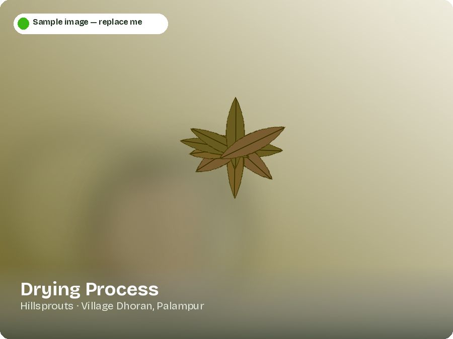Drying Process