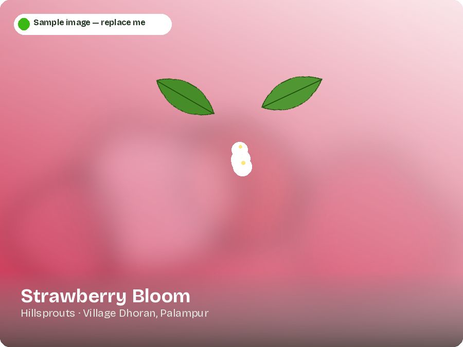 Strawberry Bloom