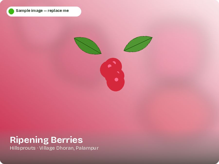 Ripening Berries