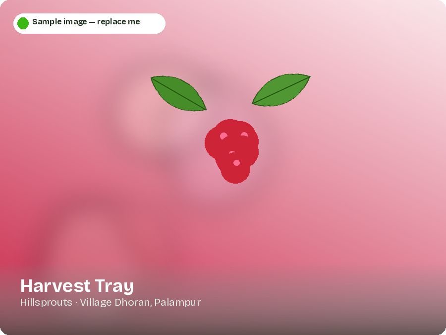 Harvest Tray