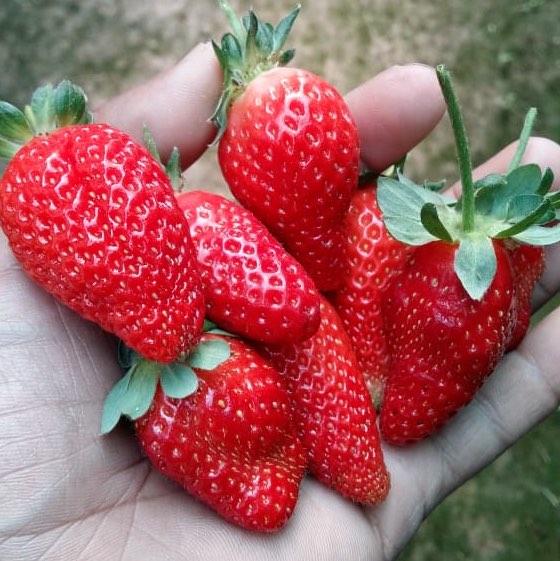 Fresh Strawberries